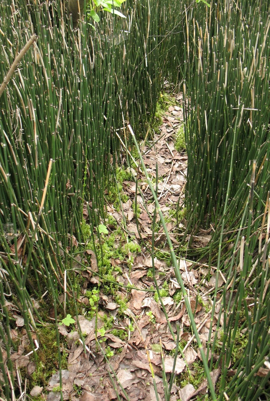 Image of Equisetum hyemale specimen.