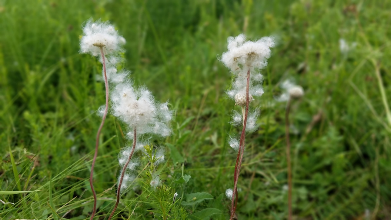 Изображение особи Anemone sylvestris.