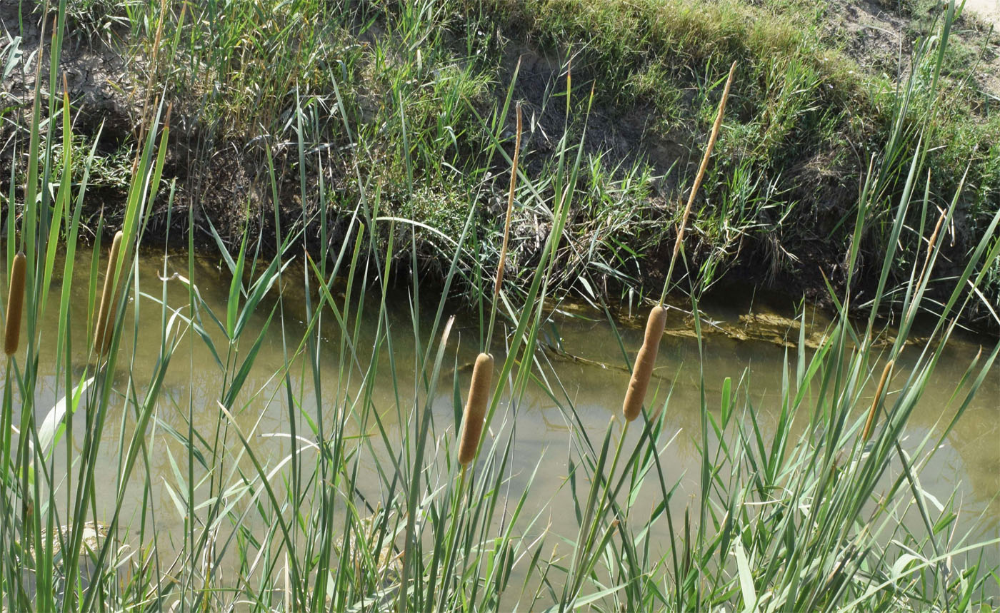 Изображение особи Typha angustifolia.