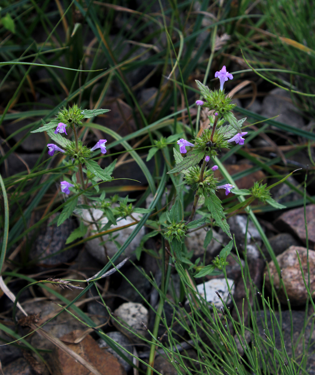 Image of Galeopsis ladanum specimen.