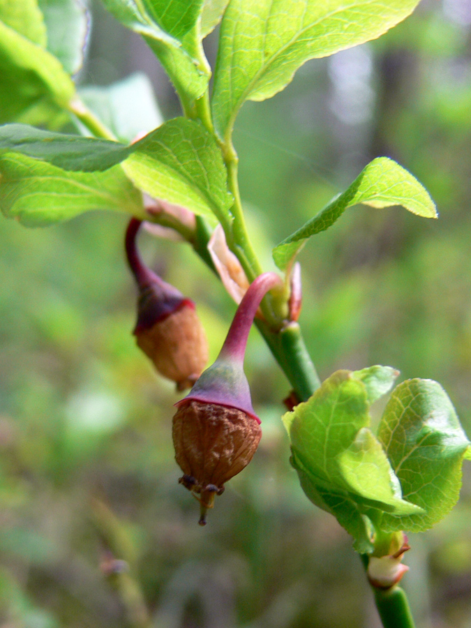 Image of Vaccinium myrtillus specimen.