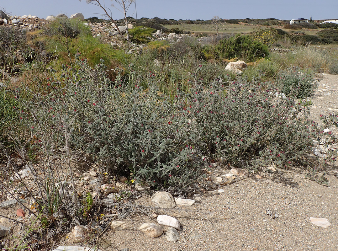 Image of Echium angustifolium specimen.