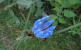 Cichorium intybus