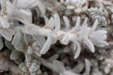Otanthus maritimus