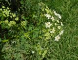 Conium maculatum. Верхушка побега с соцветием. Узбекистан, северная часть г. Самарканд, зеленая зона у реки перед холмами Афрасиаба. 03.05.2018.