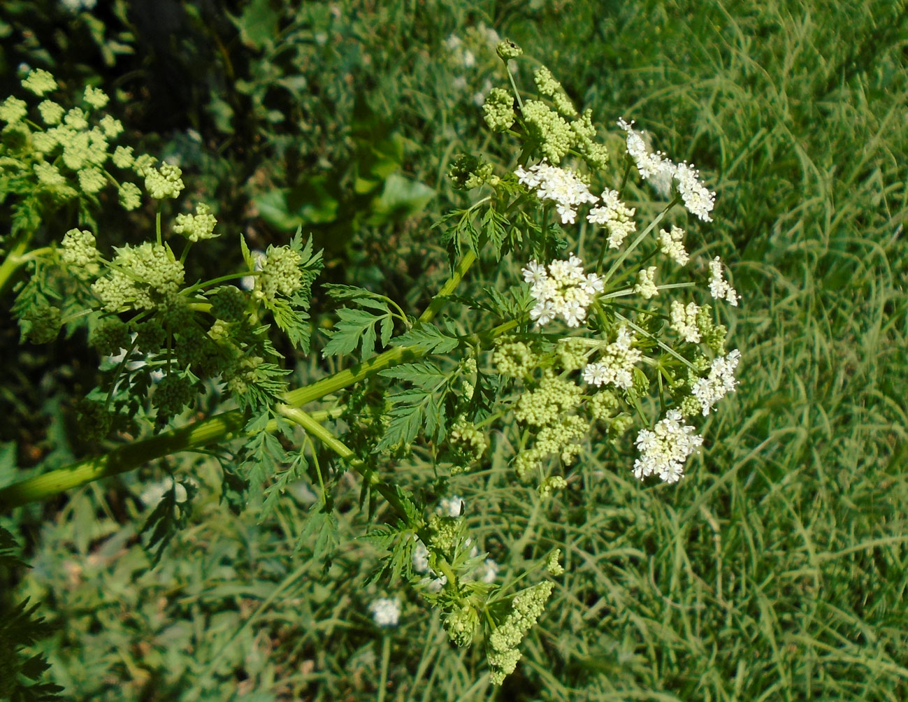 Изображение особи Conium maculatum.