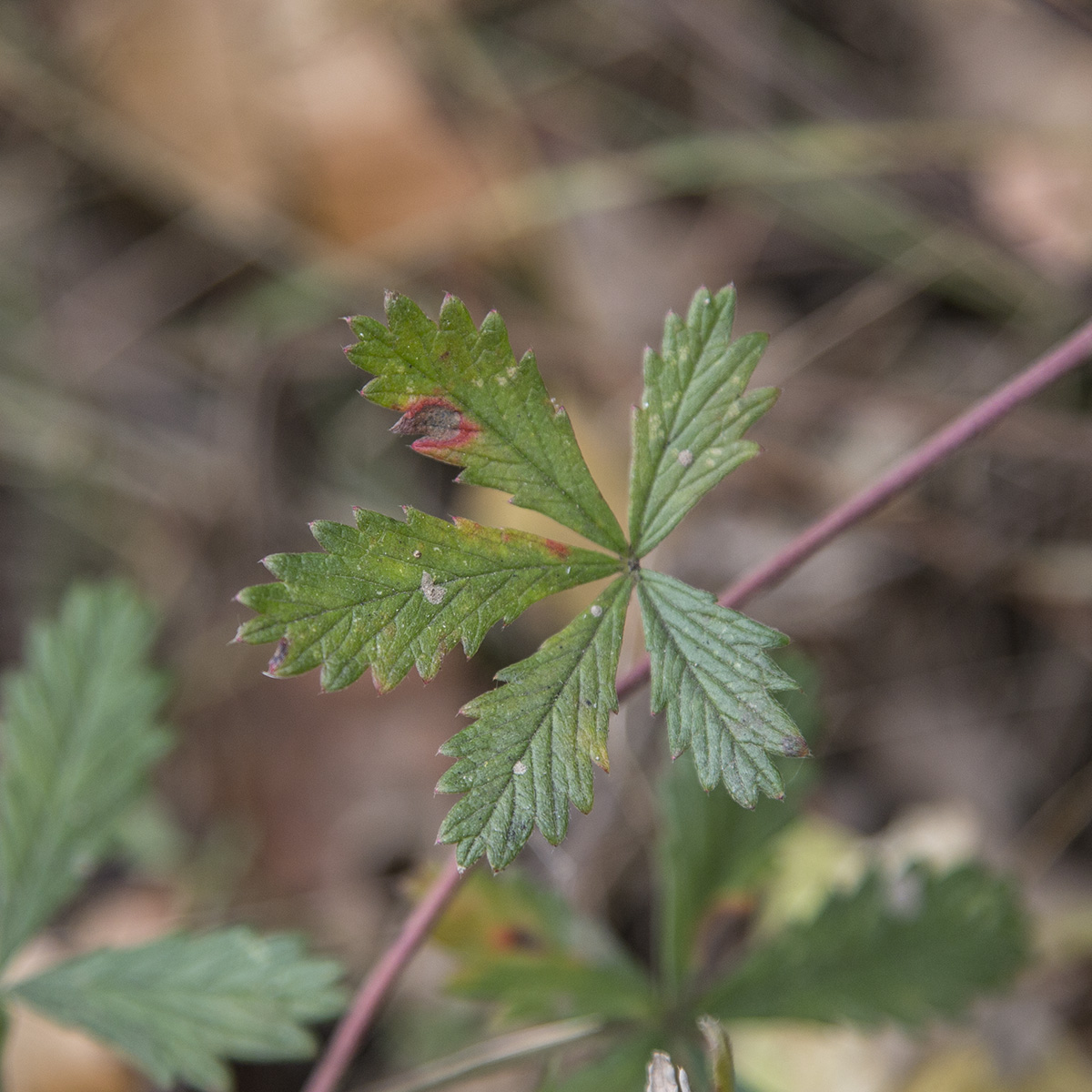 Изображение особи род Potentilla.