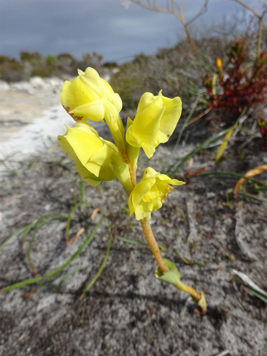 Image of Pterygodium catholicum specimen.