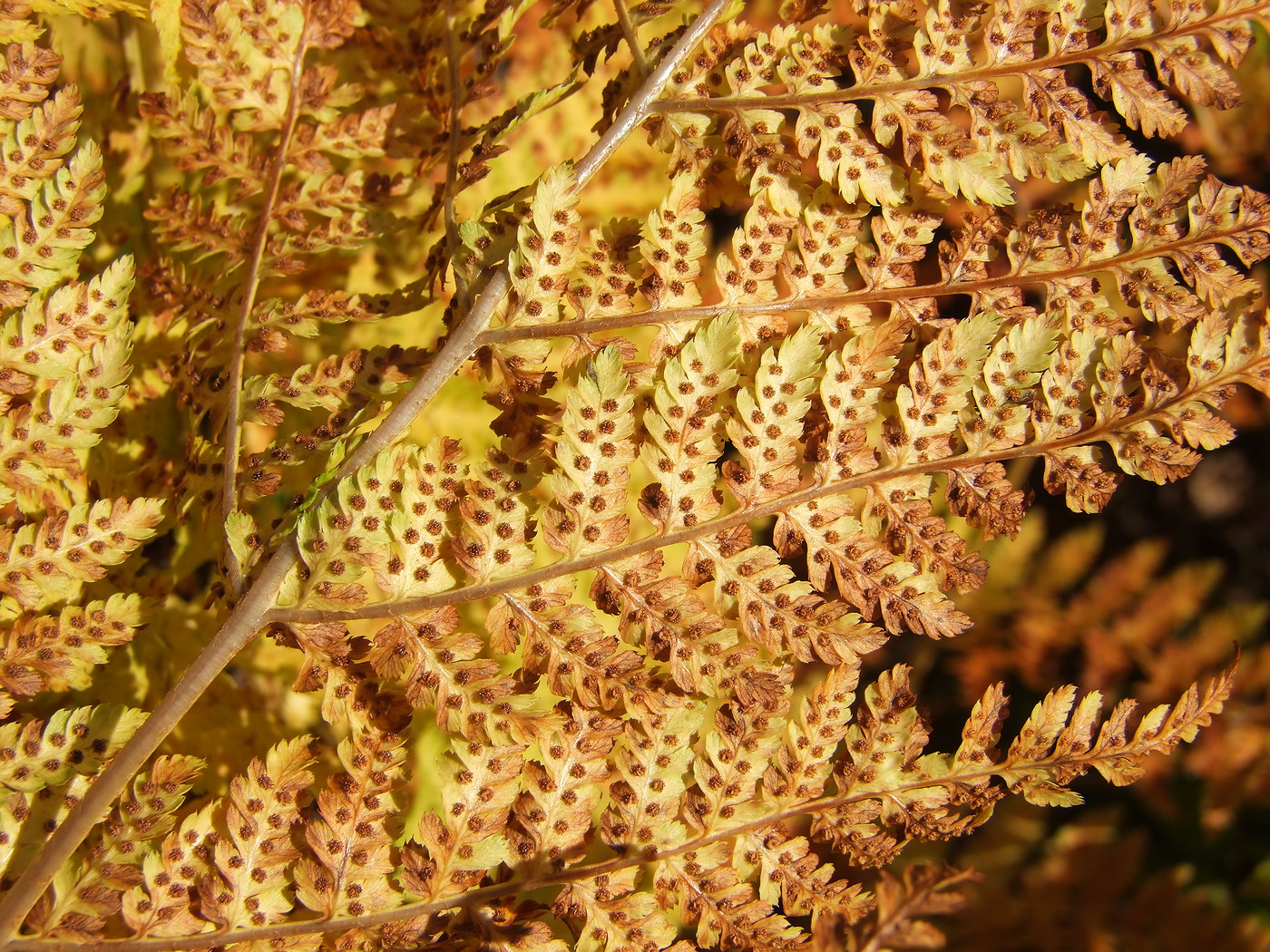 Image of Dryopteris expansa specimen.