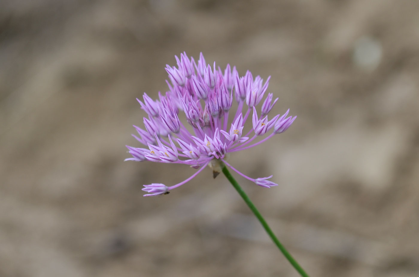 Image of Allium anisotepalum specimen.