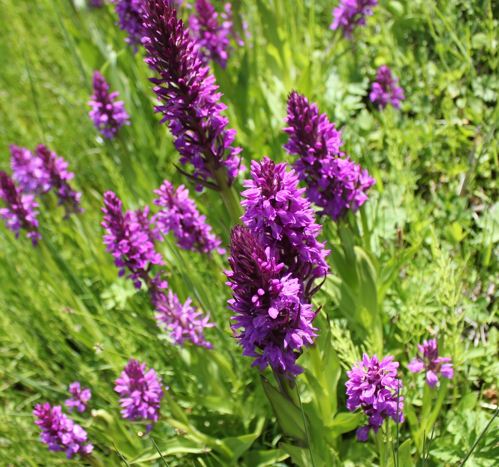 Изображение особи род Dactylorhiza.