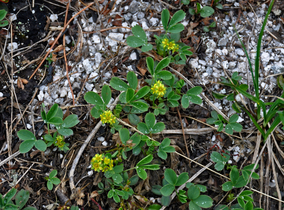 Image of Sibbaldia procumbens specimen.