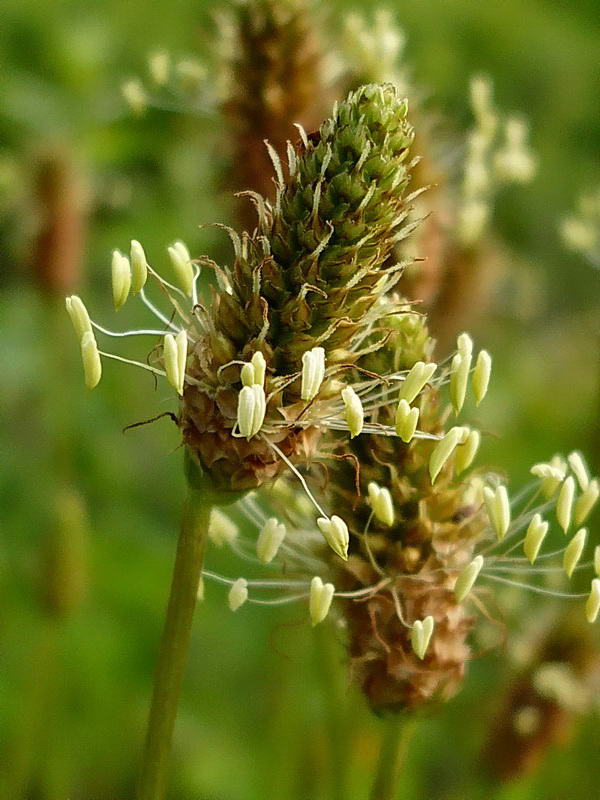 Image of Plantago lanceolata specimen.