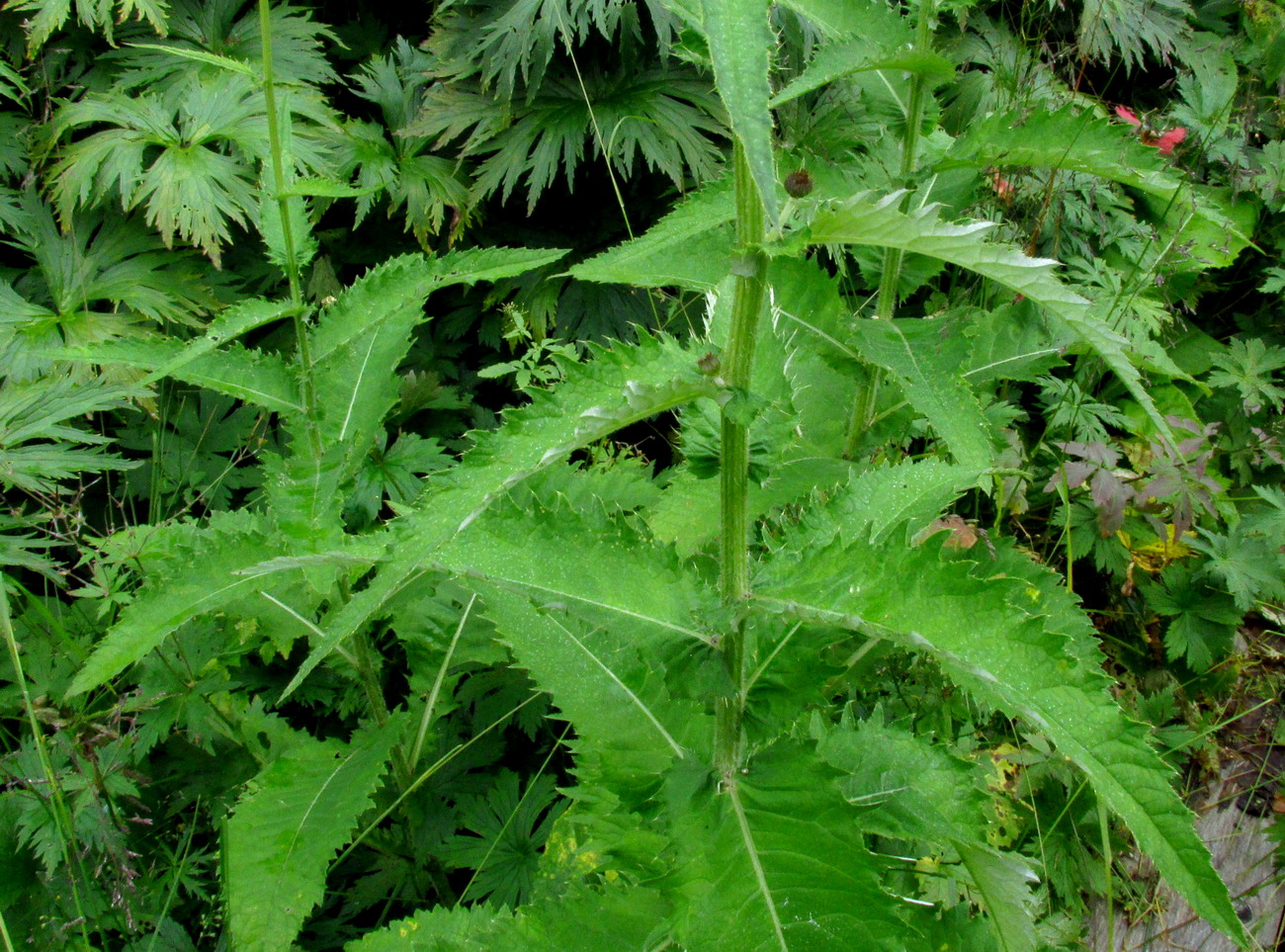 Изображение особи Cirsium helenioides.