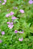 genus Malva