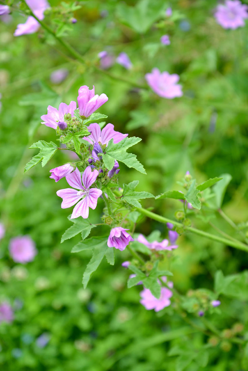 Image of genus Malva specimen.
