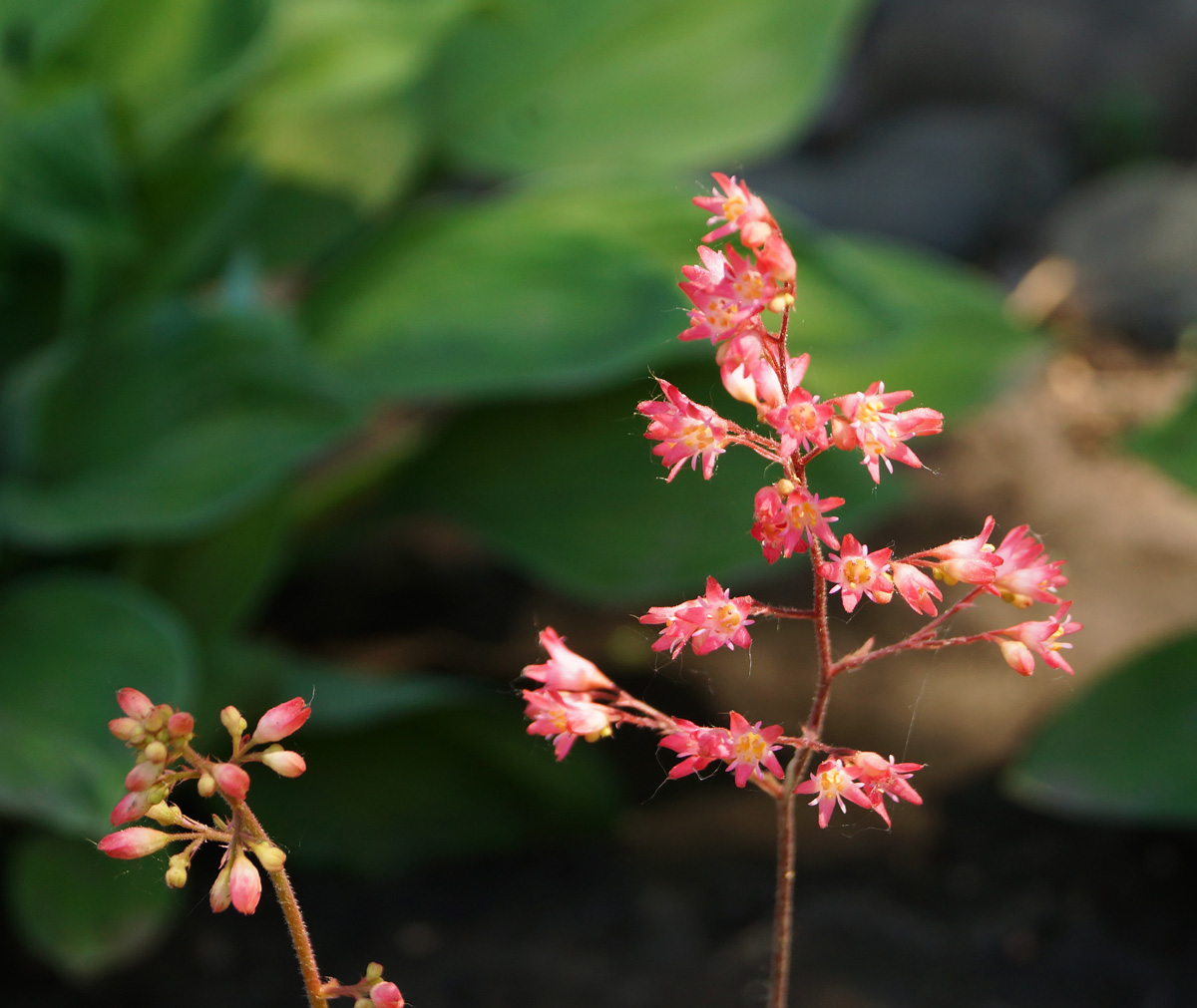 Image of Heuchera sanguinea specimen.