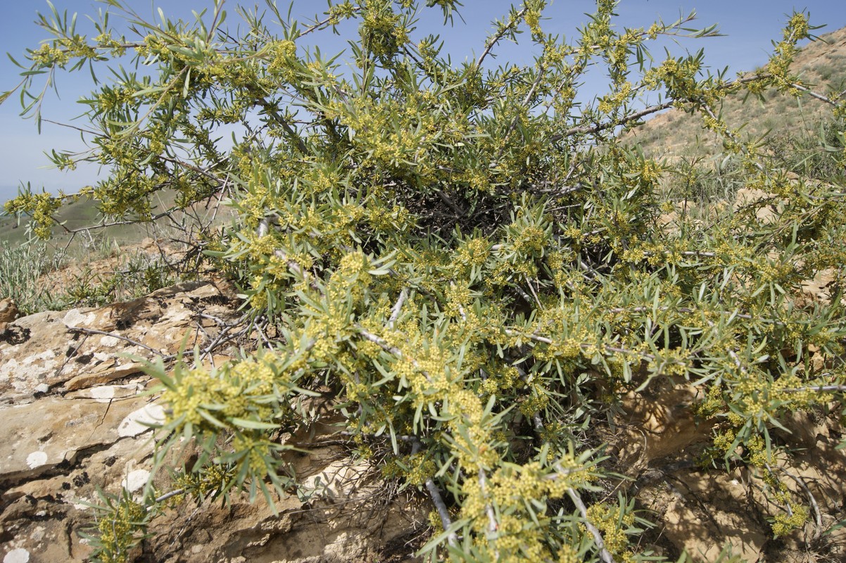 Image of Rhamnus erythroxyloides specimen.