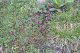 Pedicularis nordmanniana