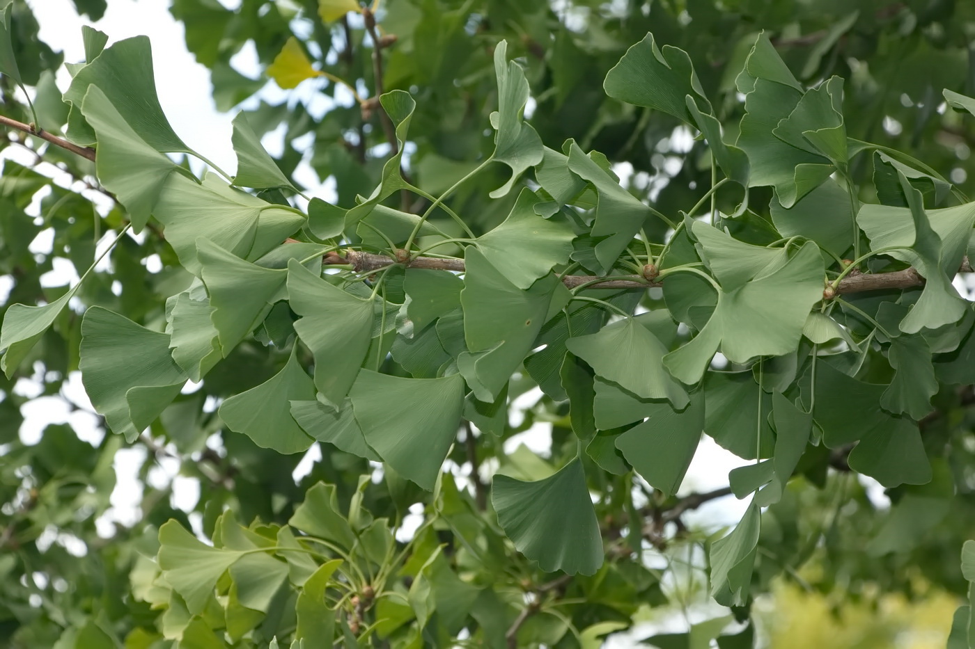 Изображение особи Ginkgo biloba.