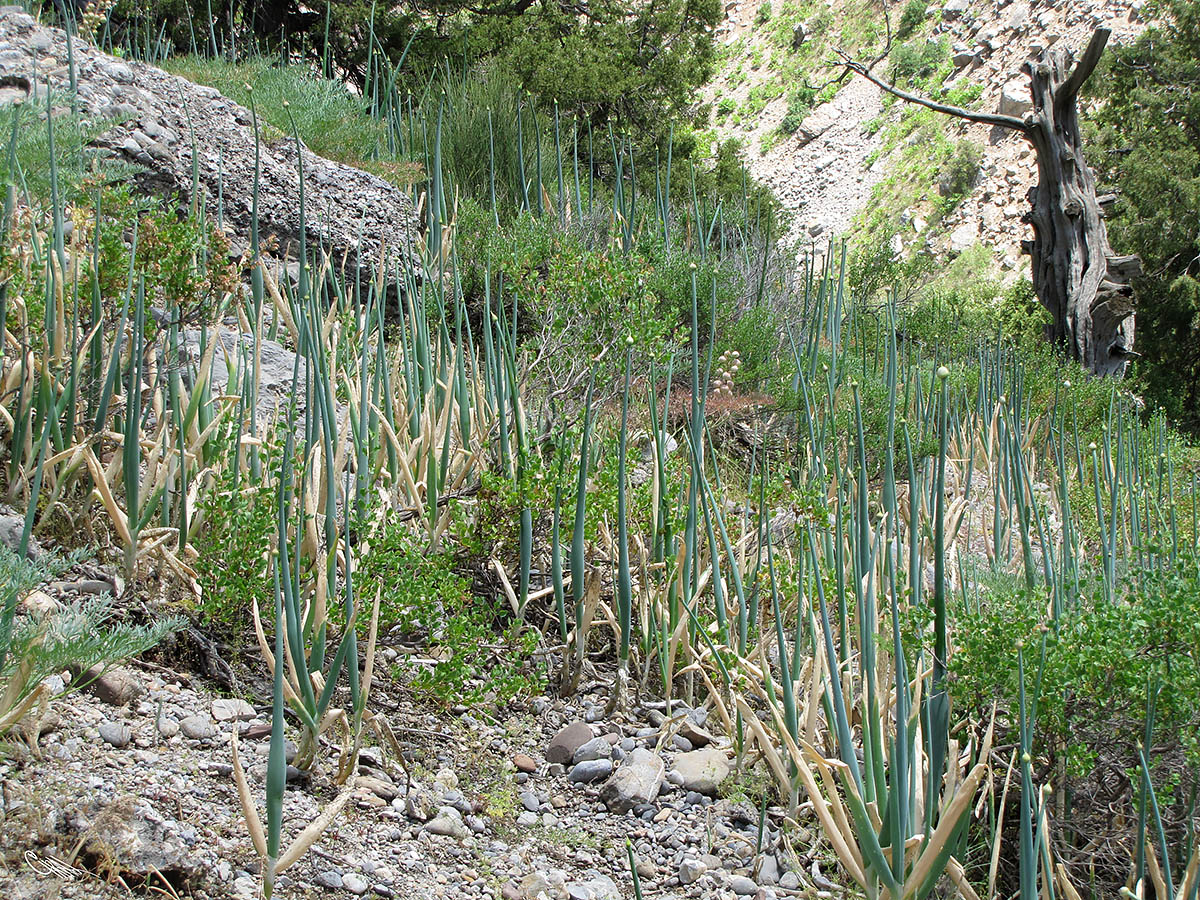 Image of Allium pskemense specimen.