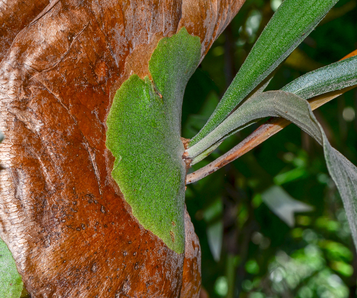 Изображение особи Platycerium bifurcatum.