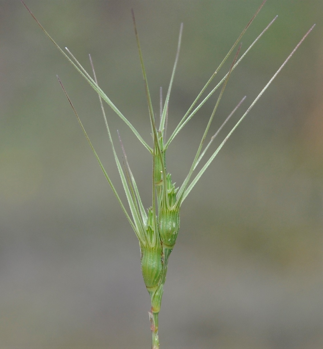 Изображение особи род Aegilops.