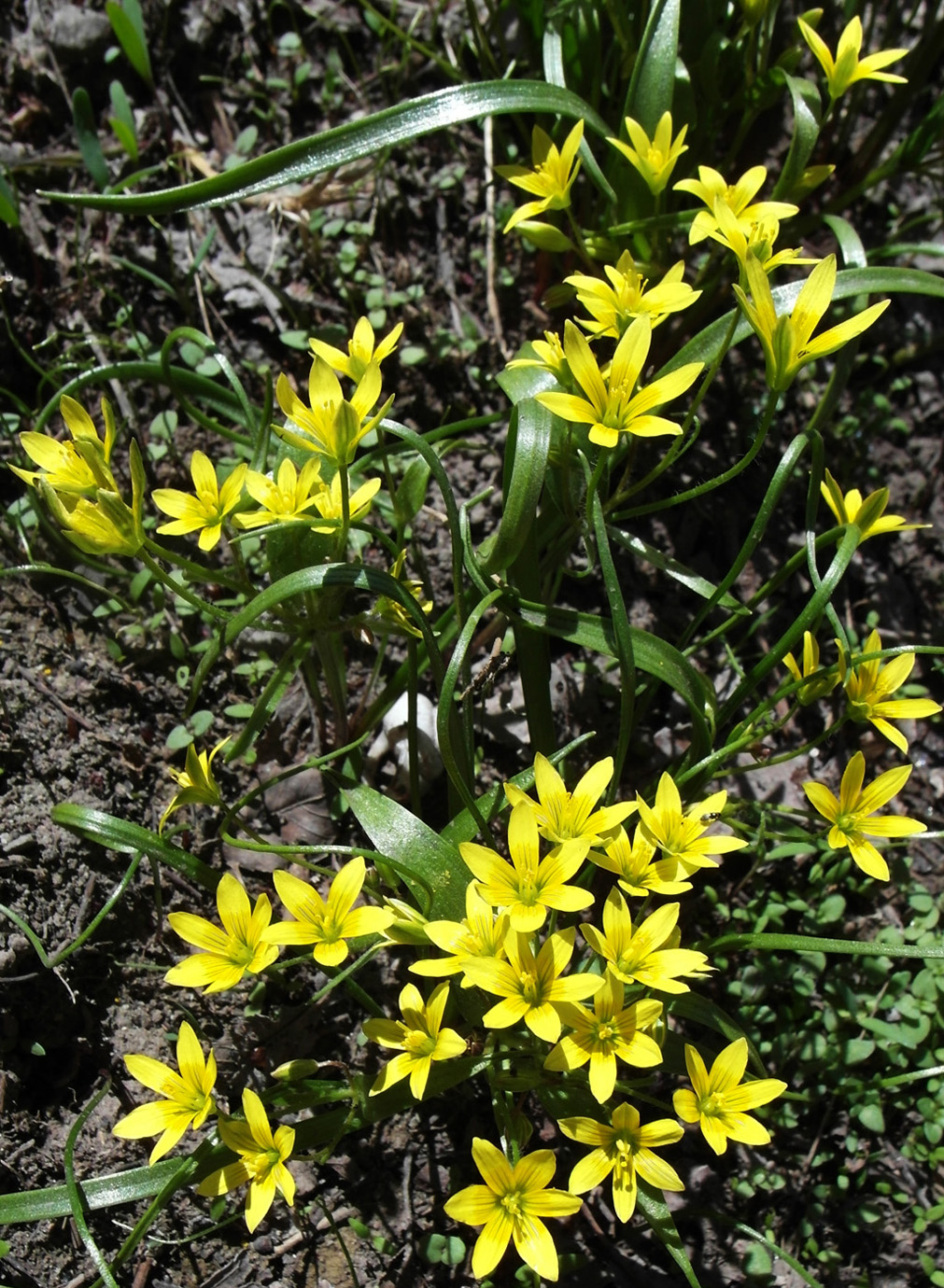 Image of Gagea filiformis specimen.