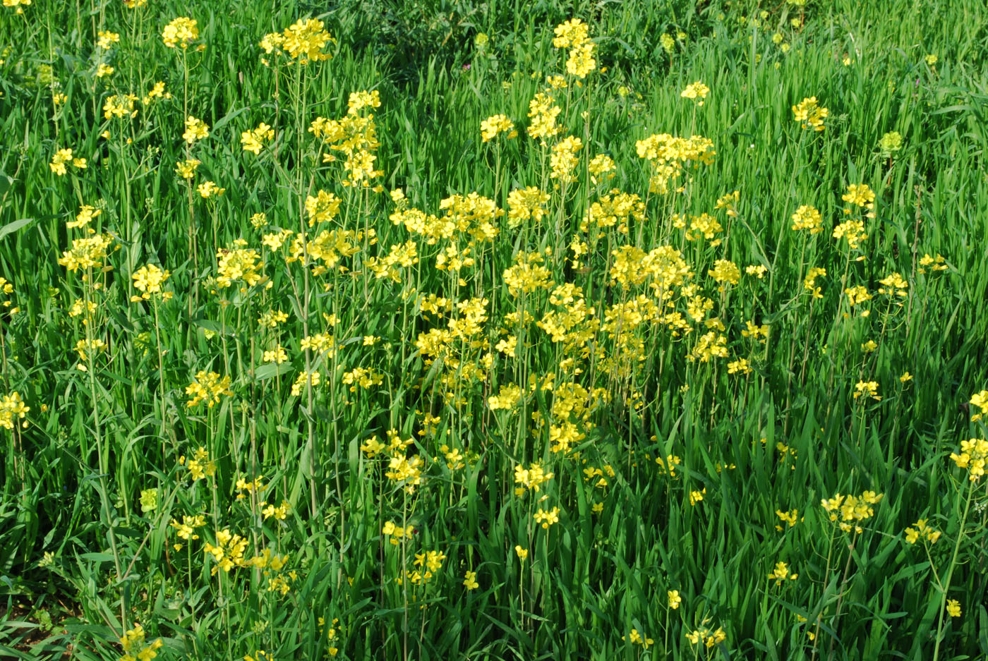 Изображение особи Brassica campestris.