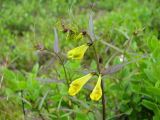 Melampyrum pratense