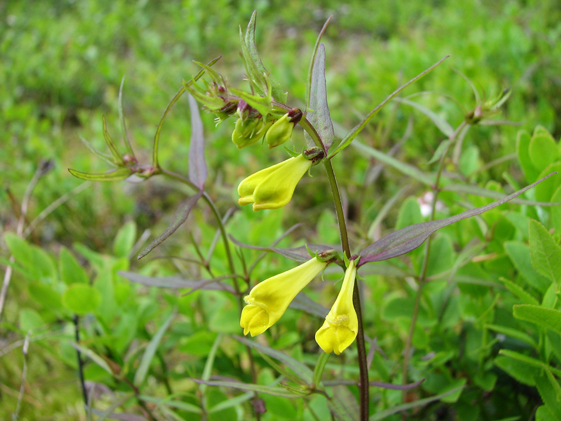 Image of Melampyrum pratense specimen.