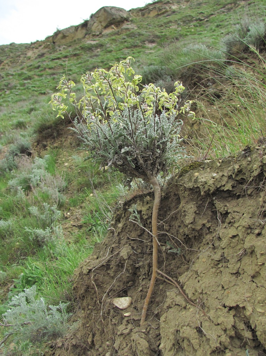 Image of Matthiola daghestanica specimen.