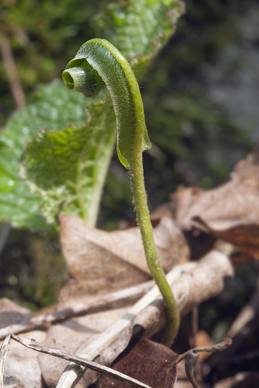 Image of Phyllitis scolopendrium specimen.