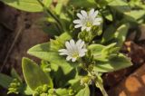 Cerastium fischerianum