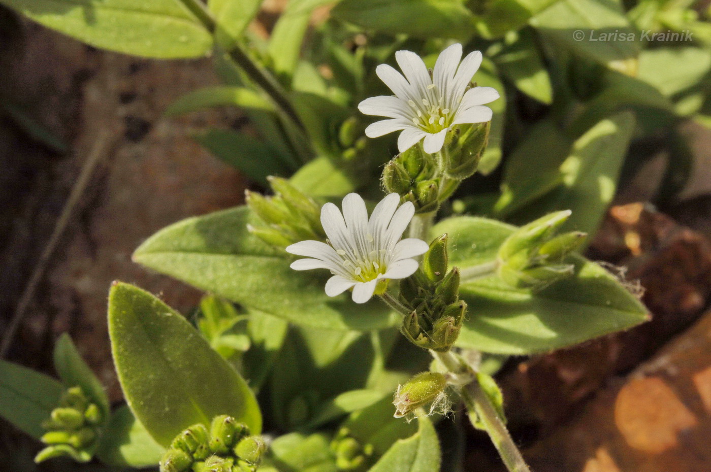 Изображение особи Cerastium fischerianum.