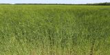 Triticum dicoccum