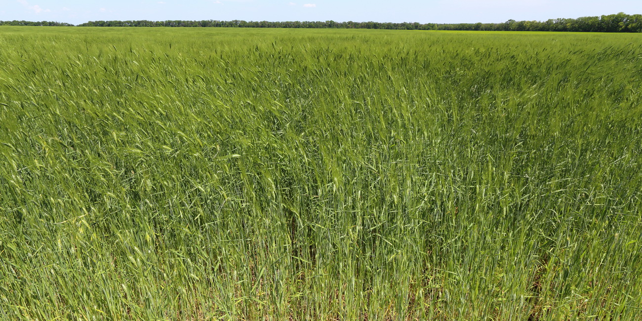 Изображение особи Triticum dicoccum.