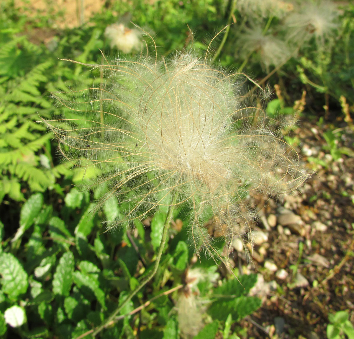 Image of Dryas octopetala specimen.