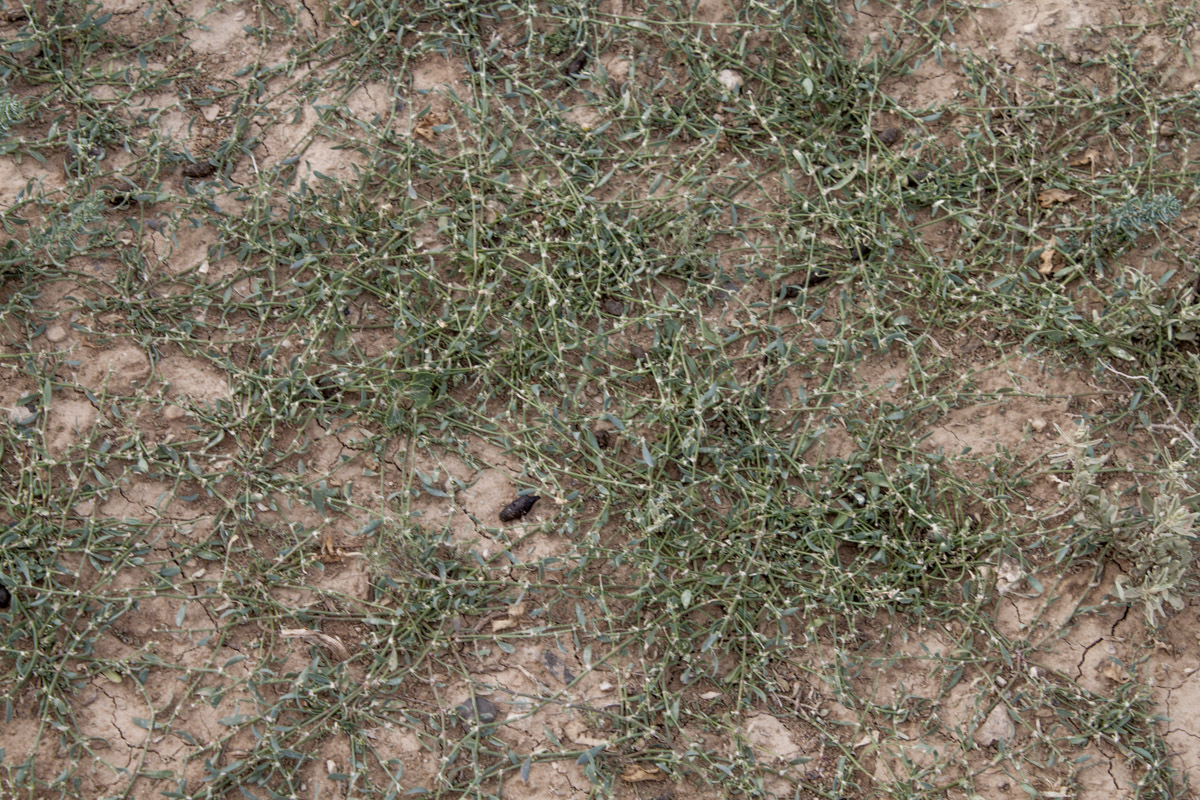 Image of Polygonum acetosum specimen.