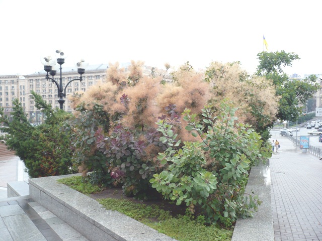 Изображение особи Cotinus coggygria.