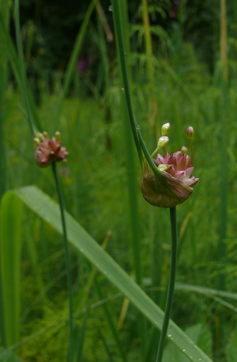 Изображение особи Allium oleraceum.