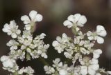 Torilis arvensis