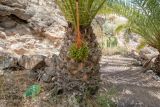 Phoenix canariensis. Ствол, нижние части листьев и соплодие с созревающими плодами. Испания, автономное сообщество Канарские о-ва, о-в Фуэртевентура, провинция Las Palmas, муниципалитет Pajara, пос. La Lajita, \"Оазис-Парк\", ботанический сад, reserva de plantas autoctonas, центральная часть barranco, у водоёма. 08.06.2019.