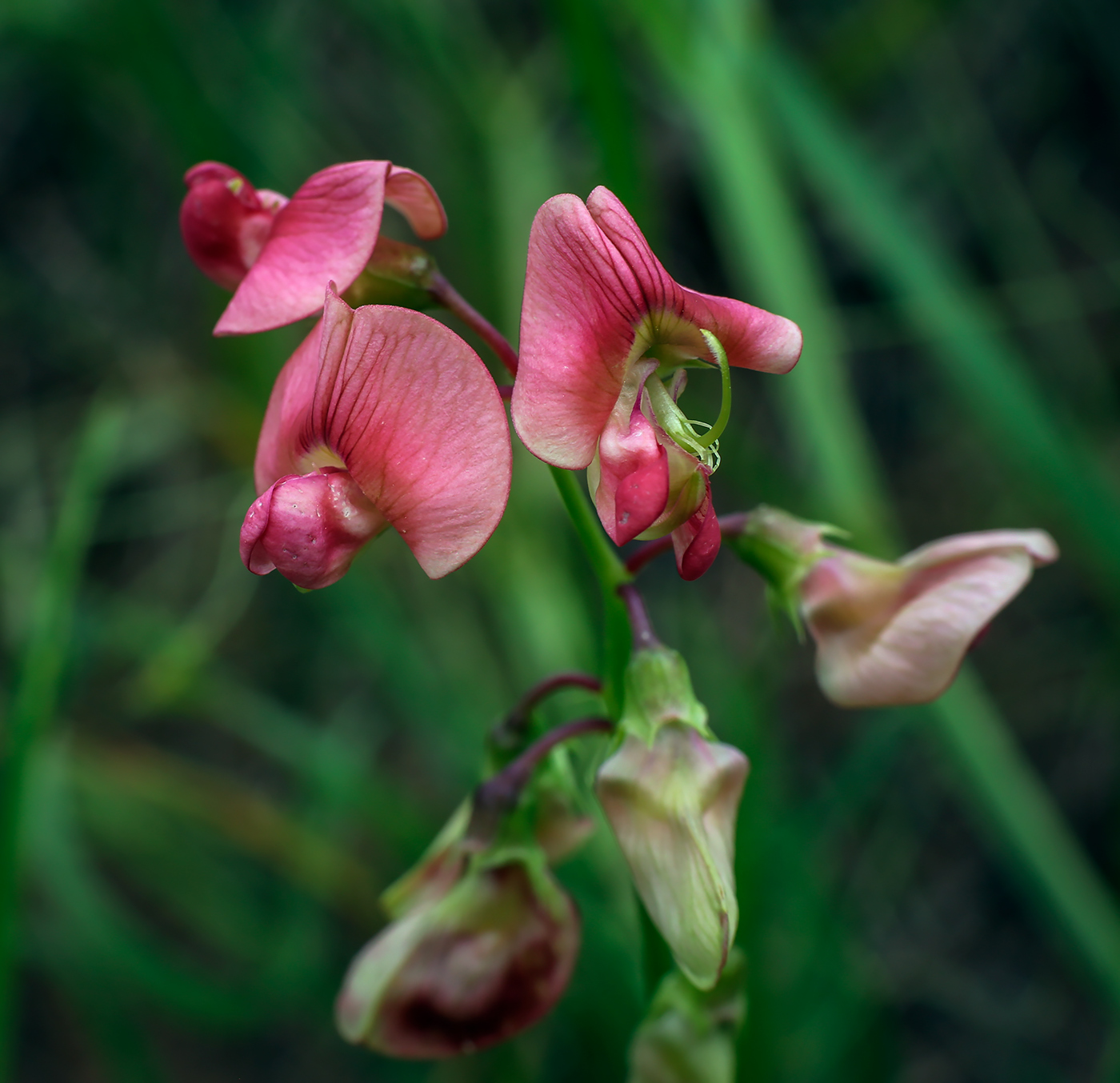 Изображение особи Lathyrus sylvestris.