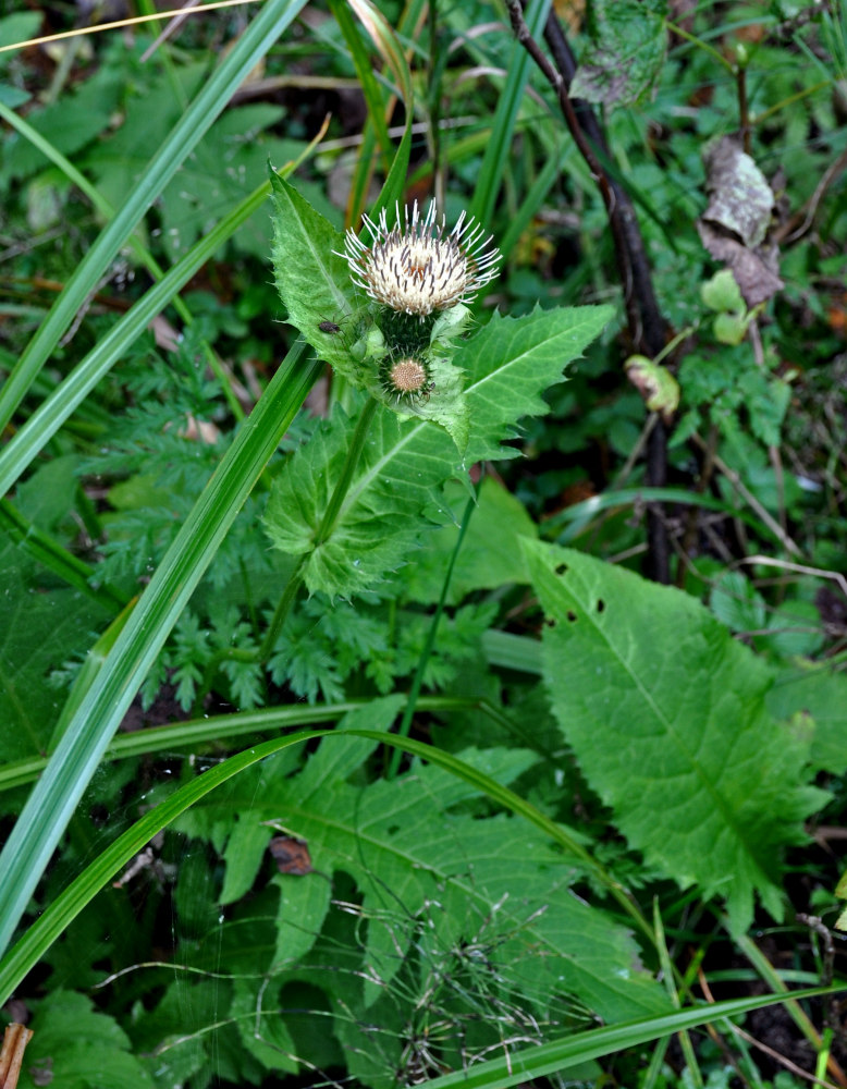 Image of Cirsium oleraceum specimen.