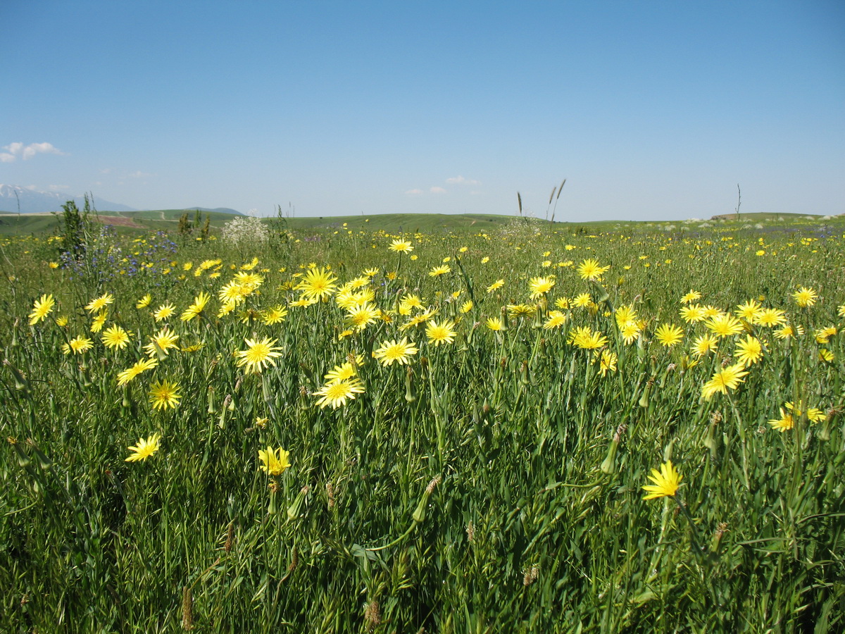 Изображение особи Tragopogon orientalis.