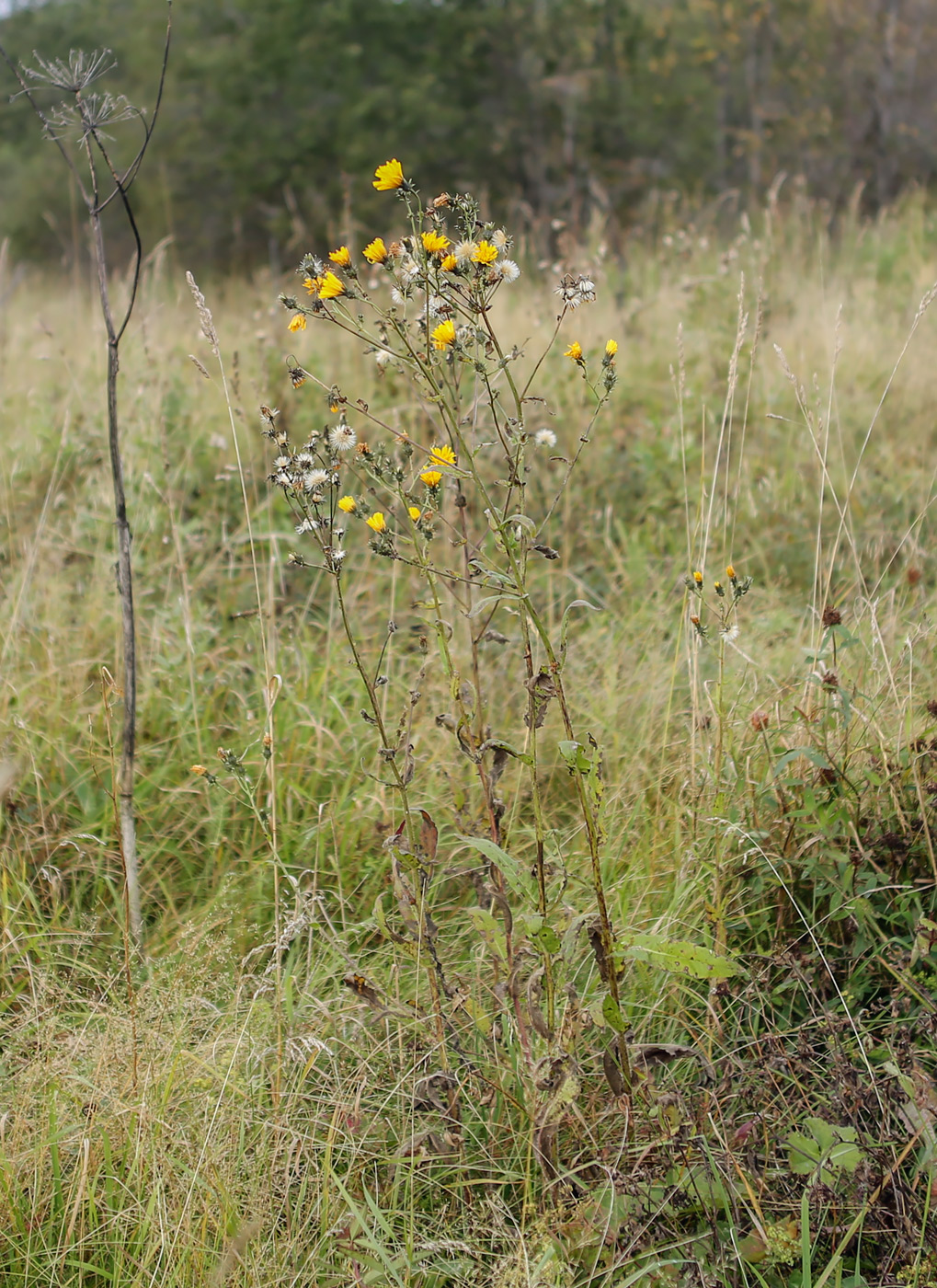 Image of Picris hieracioides specimen.