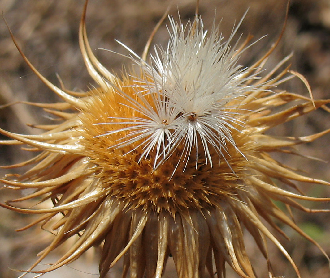 Image of Jurinea ledebourii specimen.