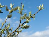 Salix caprea