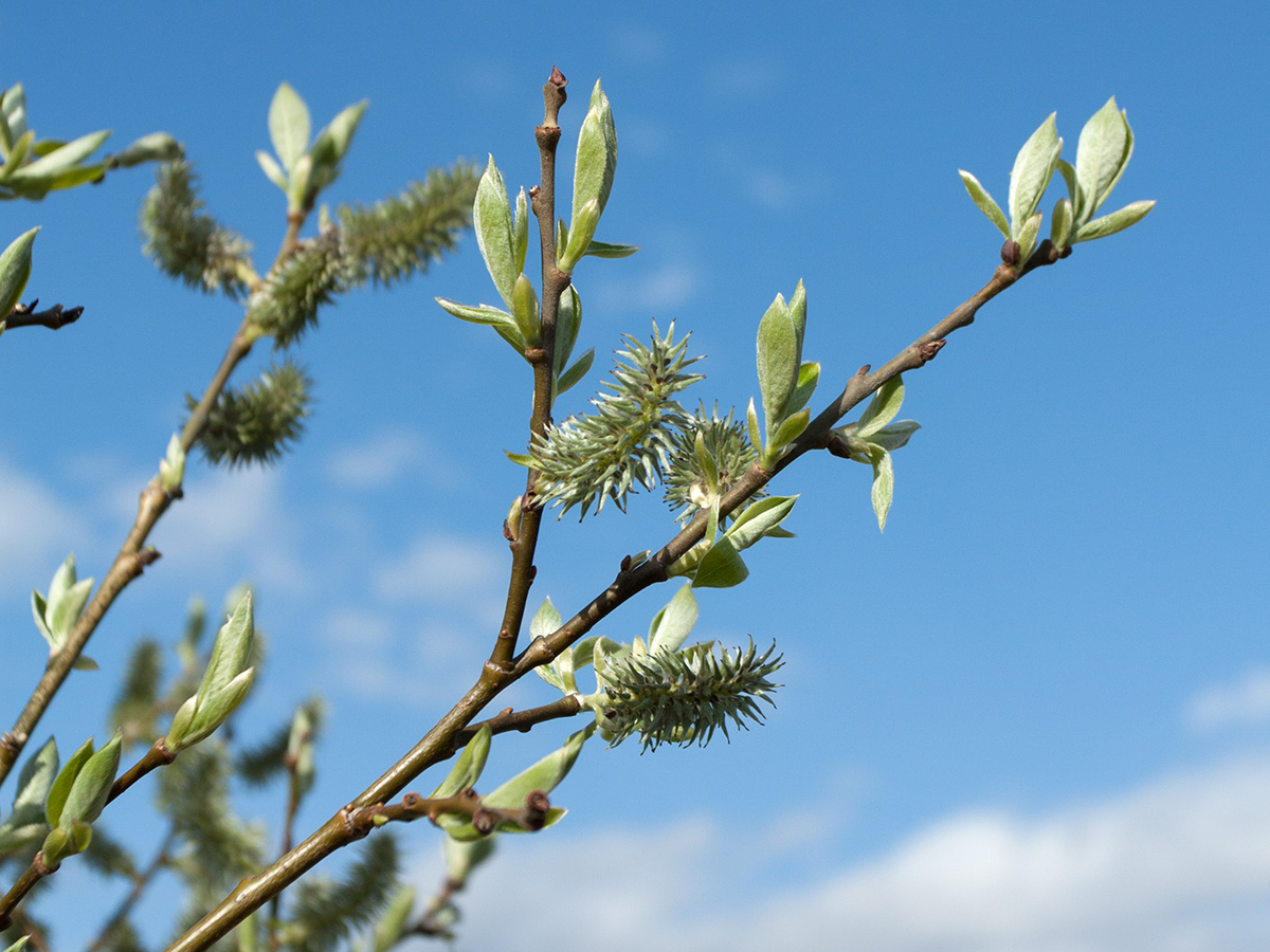 Image of Salix caprea specimen.